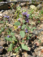 Phacelia humilis