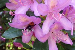 Bombus hypnorum