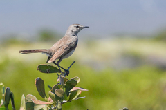 Cercotrichas coryphoeus cinerea