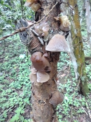 Auricularia