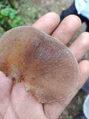 Auricularia