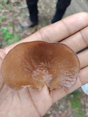 Auricularia