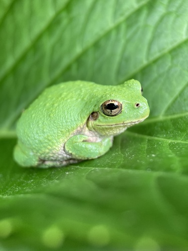 Japan Check List Inaturalist