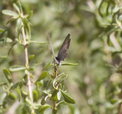 Celastrina echo cinerea