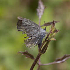 Celastrina echo cinerea