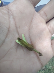 Annona