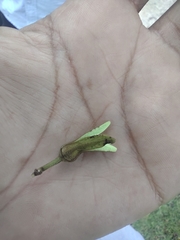 Annona