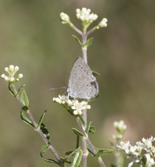 Celastrina echo cinerea