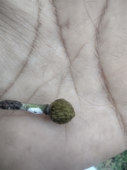Annona
