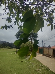 Annona