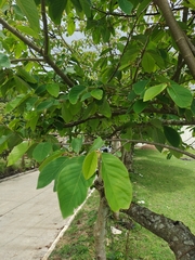 Annona