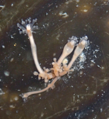 Hydrocoryne bodegensis