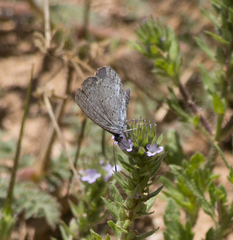 Celastrina echo cinerea