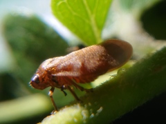 Eoscarta