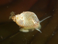 Phasianellidae