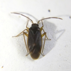 Ceratocapsini