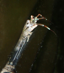 Ischyroceridae