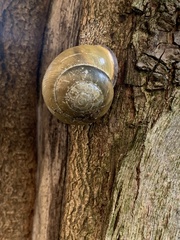 Cepaea nemoralis