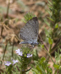 Celastrina echo cinerea