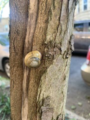 Cepaea nemoralis