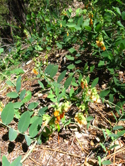 Lathyrus sulphureus