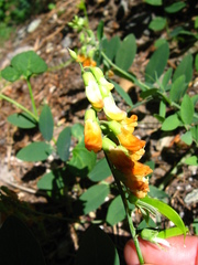 Lathyrus sulphureus