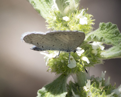 Celastrina echo cinerea