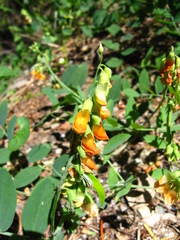 Lathyrus sulphureus