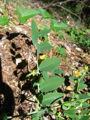 Lathyrus sulphureus