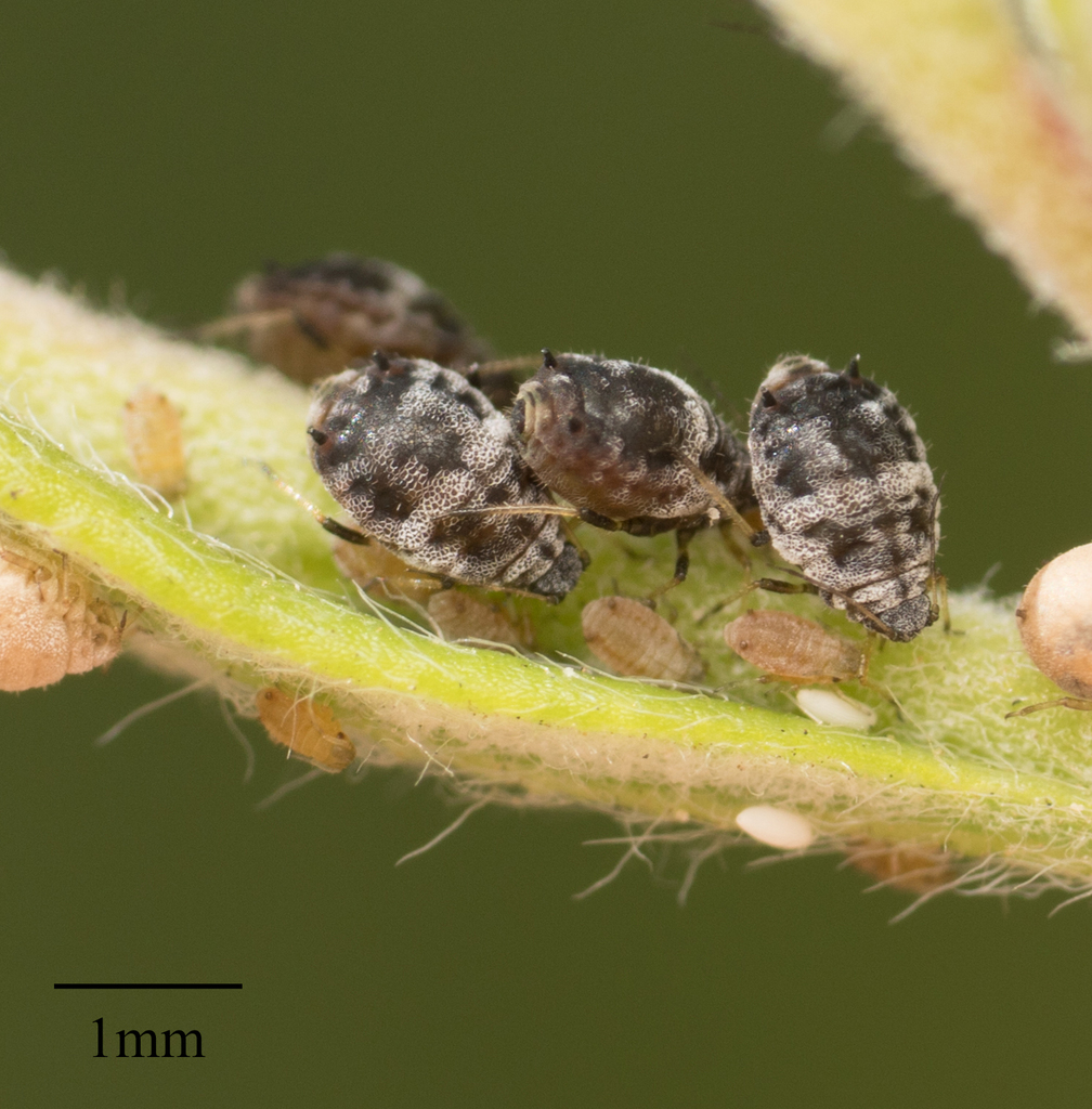 Reticulated Buckwheat Aphid