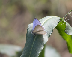 Celastrina echo cinerea