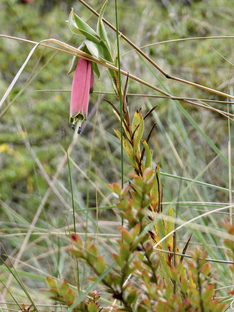 Bomarea crocea