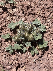 Pediomelum megalanthum