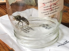 Vespula alascensis
