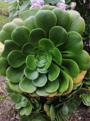 Aeonium arboreum