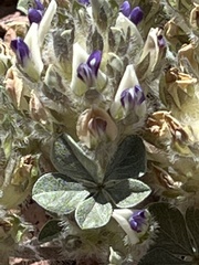 Pediomelum megalanthum