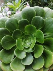 Aeonium arboreum