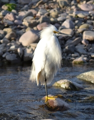 Egretta thula