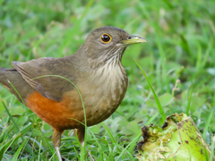 Turdus rufiventris