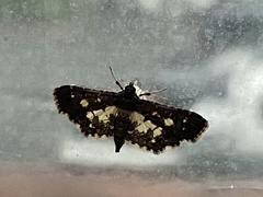 Eurrhyparodes bracteolalis