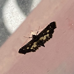 Eurrhyparodes bracteolalis