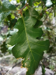 Quercus × macdonaldii