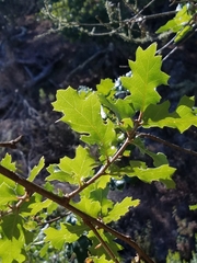 Quercus × macdonaldii