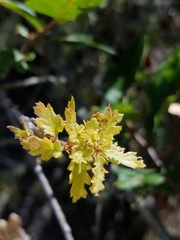 Quercus × macdonaldii