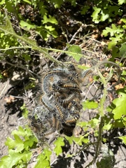 Malacosoma