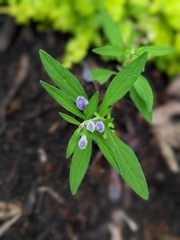Scutellaria integrifolia