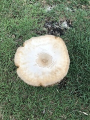 Chlorophyllum molybdites image