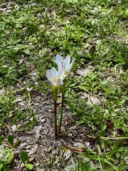 Zephyranthes simpsonii