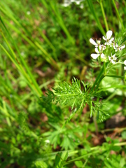 Scandix pecten-veneris