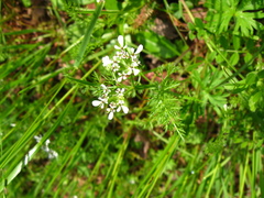 Scandix pecten-veneris